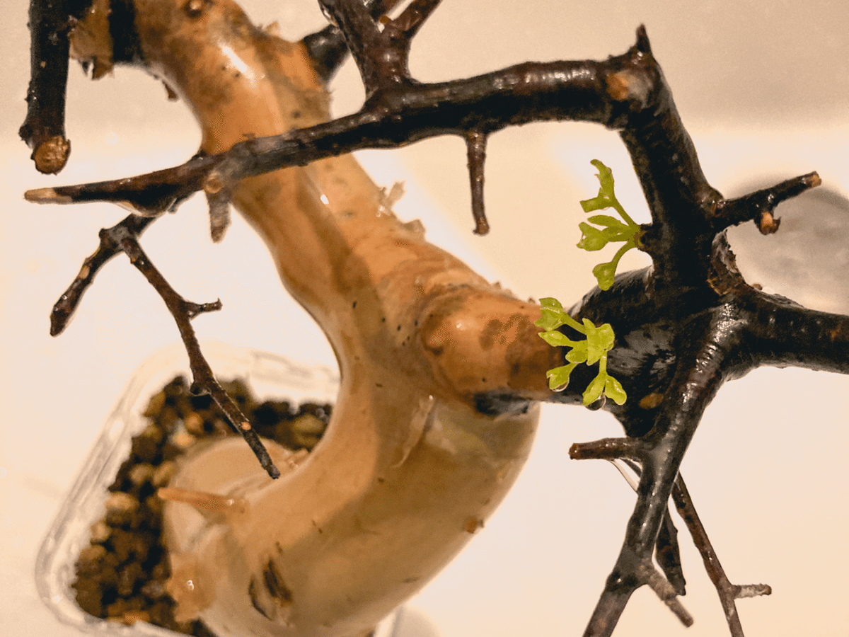 コミフォラ カタフ発根管理（水耕）｜Dg