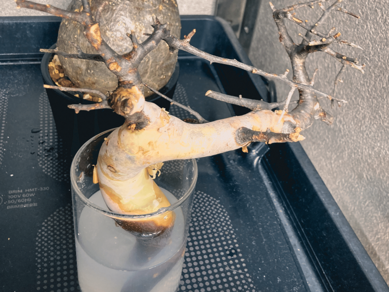 コミフォラ カタフ発根管理(水耕)|Dg コミフォラ カタフ発根管理(水耕)|Dg