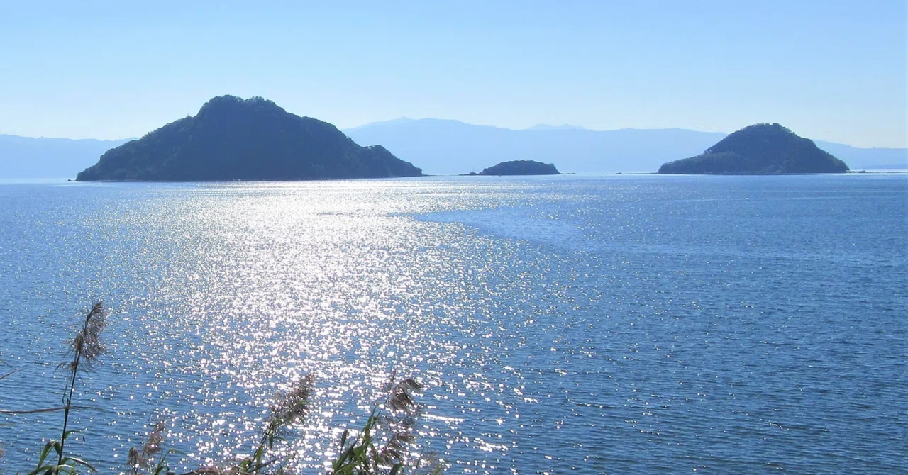 August 18, 2025: Missing the peak lotus flower season｜カムマワリ Japan