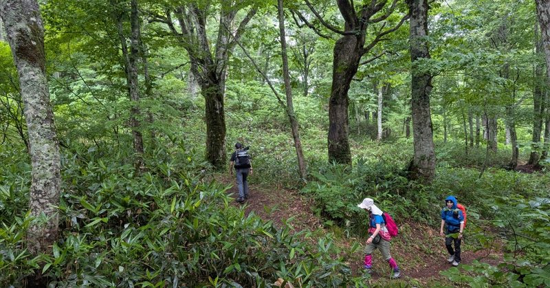 フラット登山は続くよどこまでも⑩〜日本にもあったドイツトウヒの広大な「黒い森」を歩く