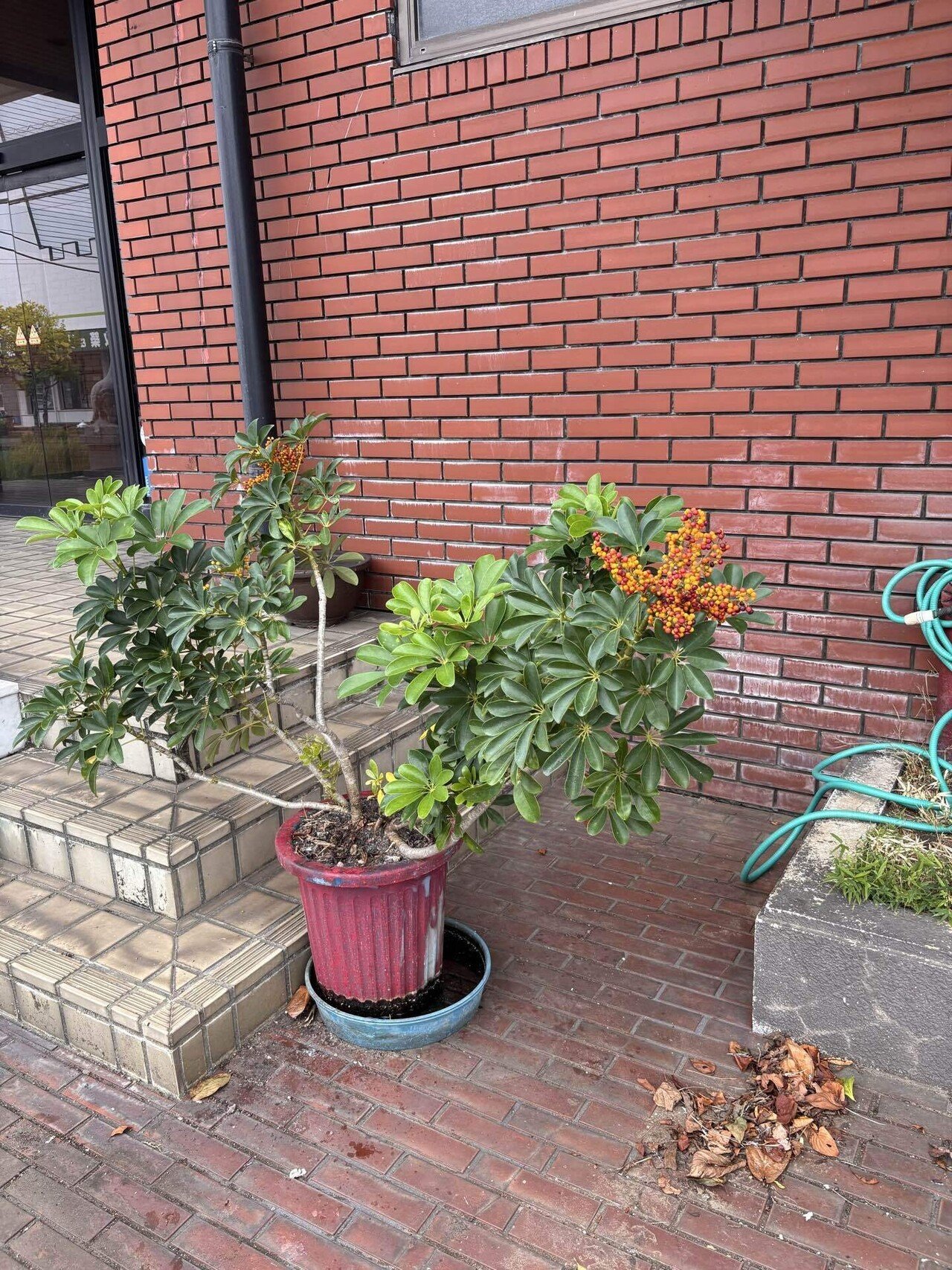 初めて見た。 #カポック の実 観葉植物として葉っぱはよく見るけど