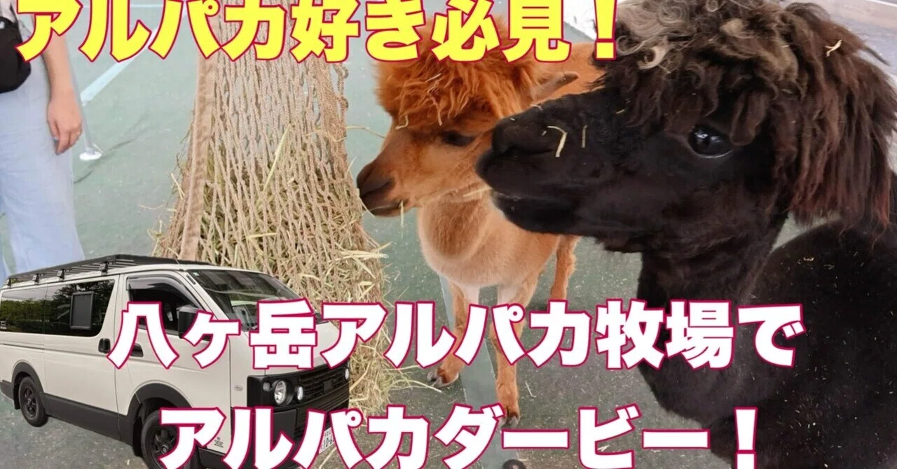 とってもかわいいアルパカちゃん｜Cozy