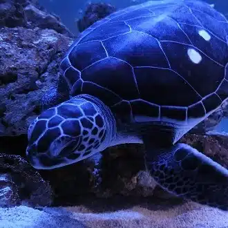 あすとら