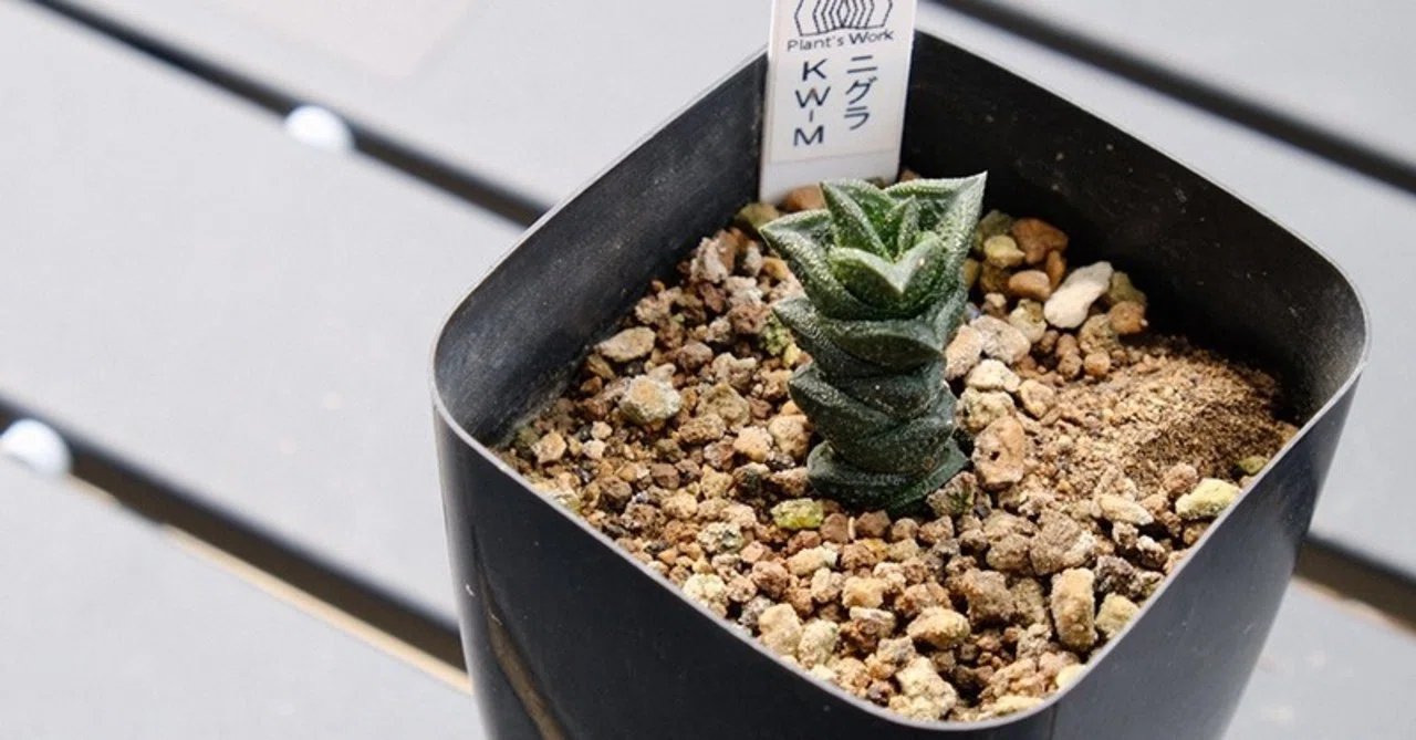 ゴジラ肌 Haworthia nigra(ハオルチア・ニグラ)｜totoge