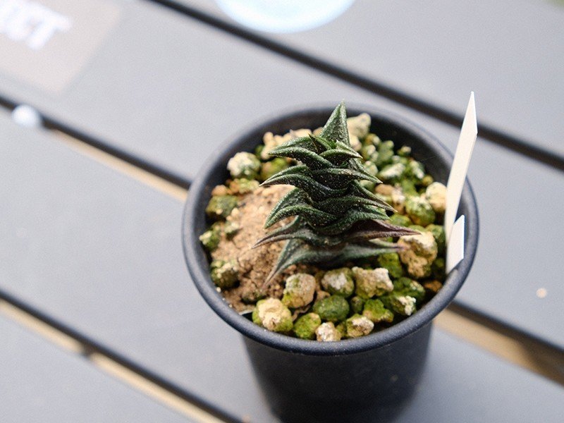 ゴジラ肌 Haworthia nigra(ハオルチア・ニグラ)｜totoge