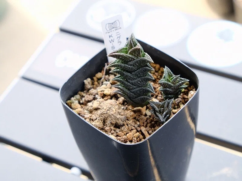 ゴジラ肌 Haworthia nigra(ハオルチア・ニグラ)｜totoge