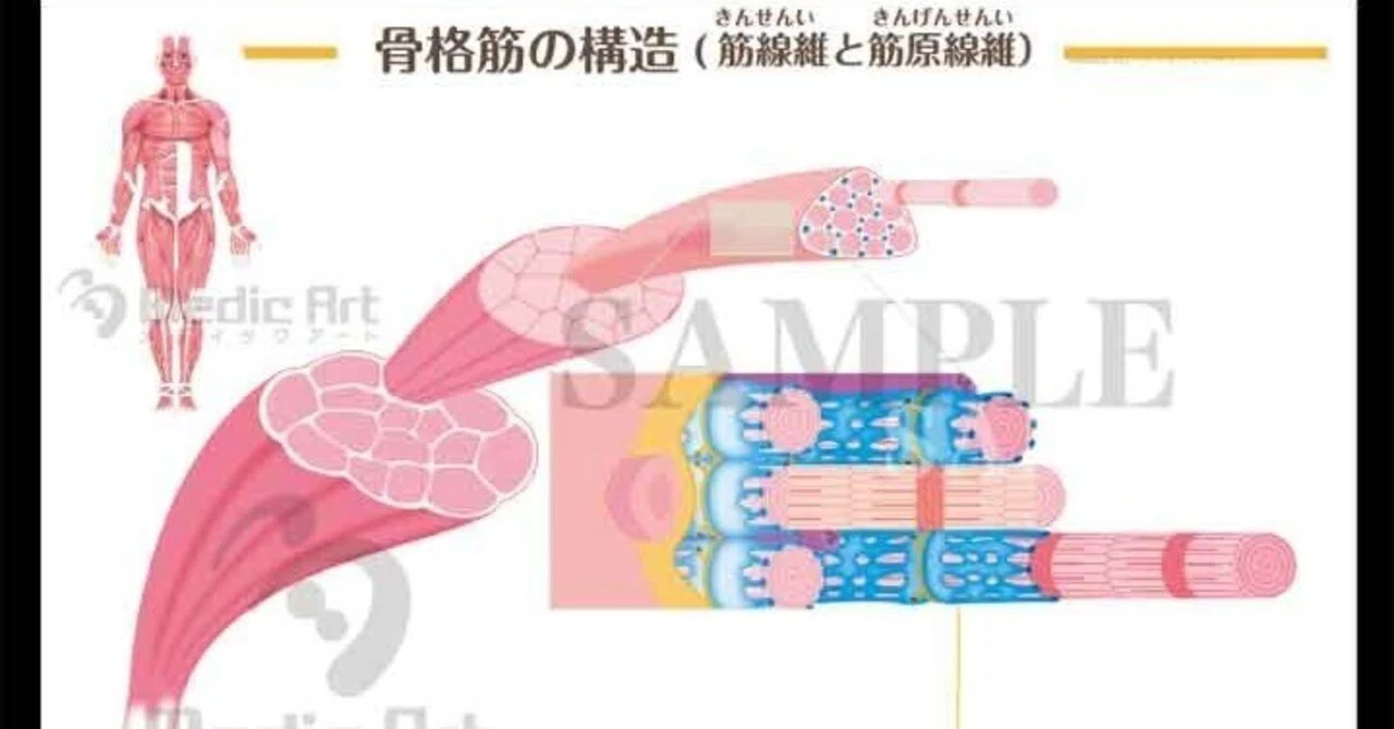 💪 体重の約半分は「骨格筋」！｜Medic Art