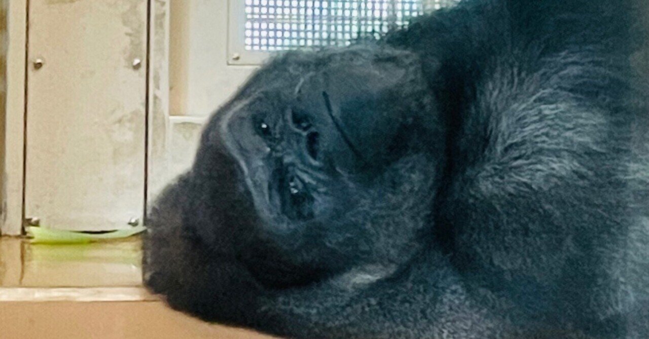 どっちかな⁉️シャバーニ・キヨマサの見分け方｜東山動物園のゴリラin