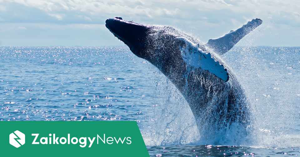 シロナガスクジラ7万5千頭をどう利用する から余剰在庫を考えてみた Zaikology News 在庫と社会問題の接点を明らかにするメディア
