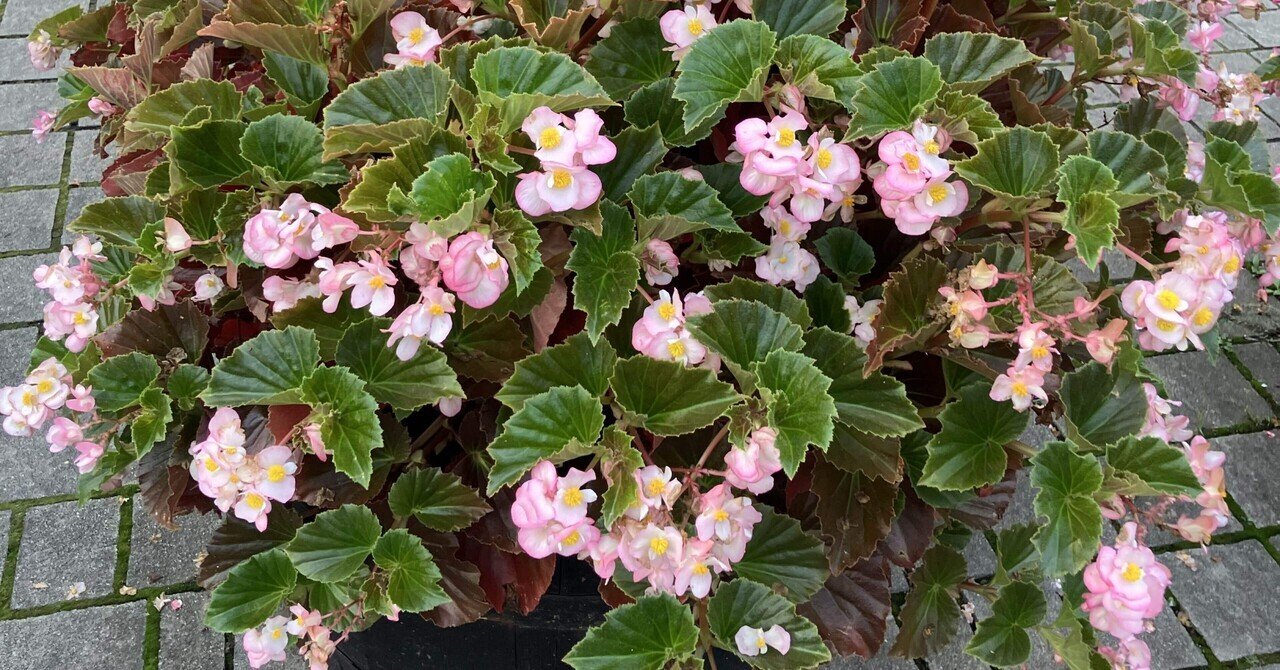 Know Your Begonias ベゴニア Begonia 'Knowing' – Steve's Leaves