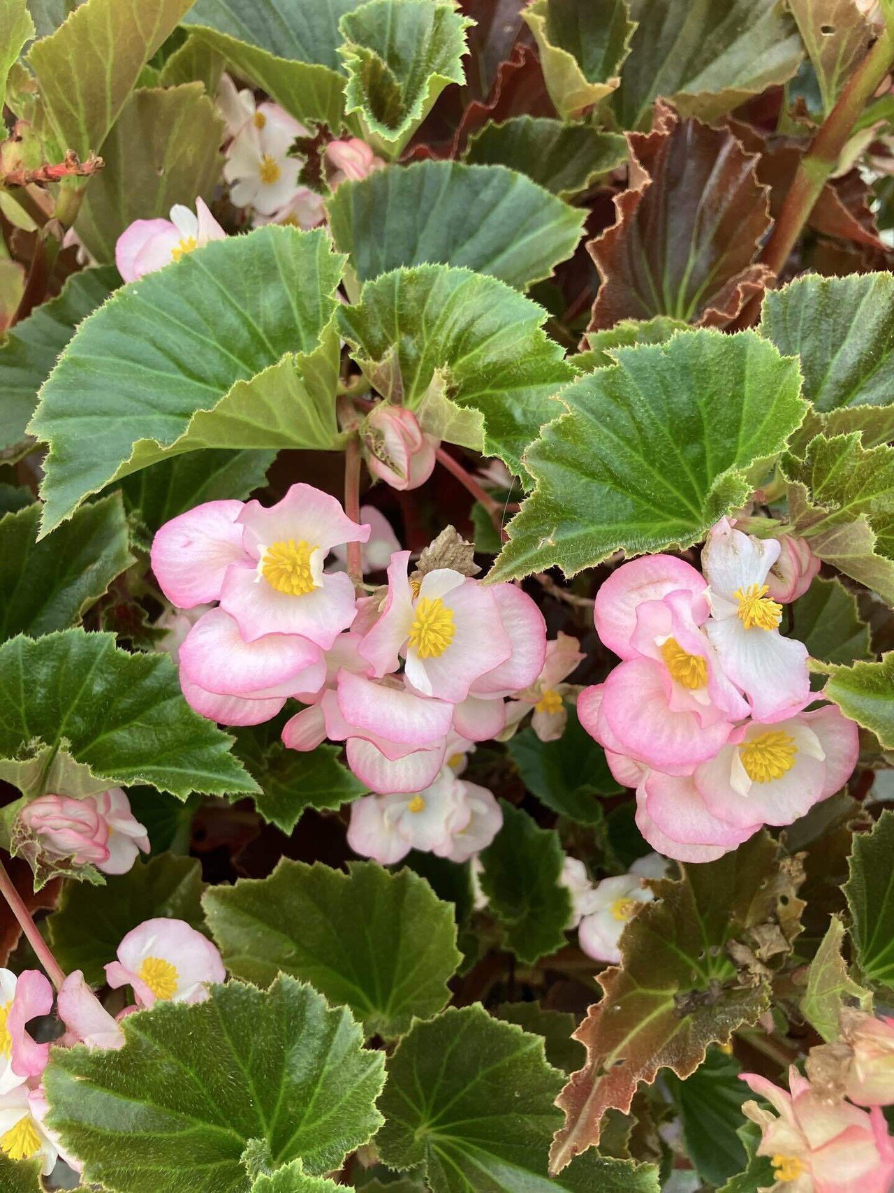 ベゴニア写真集　Asian Begonia 300 Species … 300 Species Portraits Asian Begonia - BEGONIASYMAS.COM