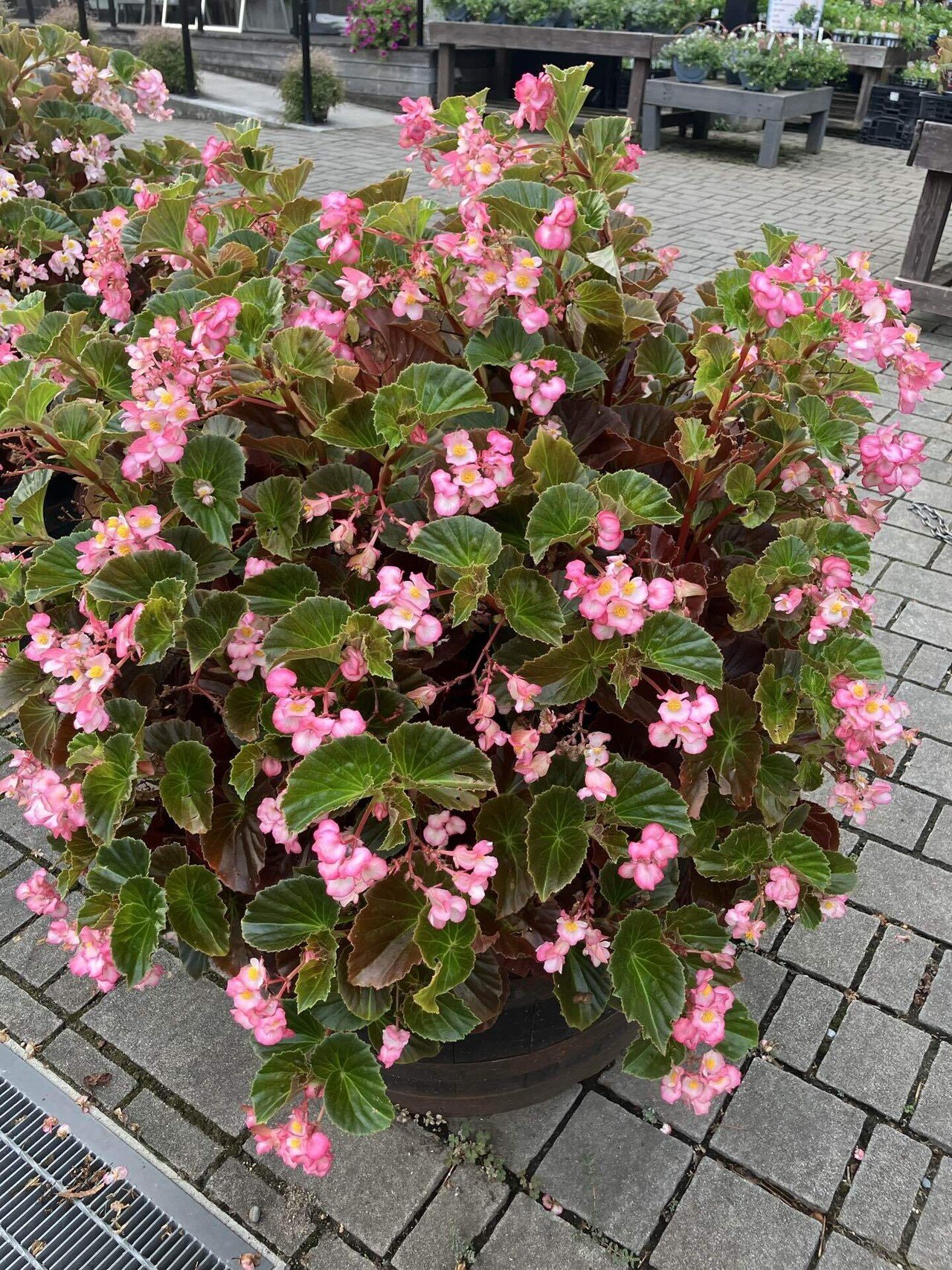 Know Your Begonias ベゴニア Know Your Begonias ベゴニア キダチベゴニア (Begonia sp.)