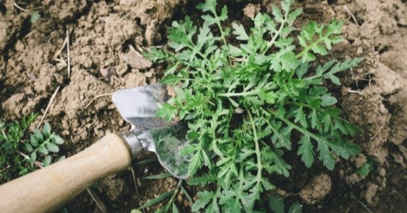 【便利グッズ】タイルでお庭の雑草対策が簡単にできるアイテム