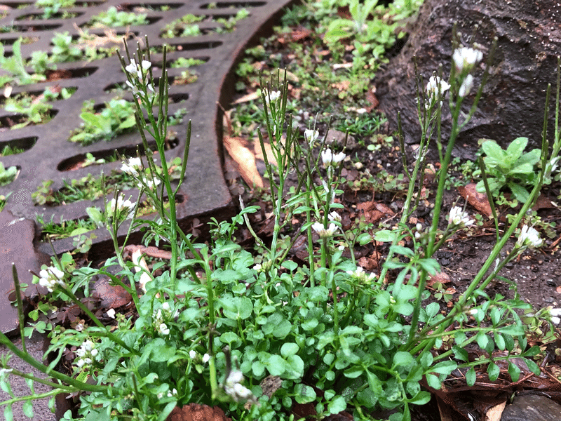 １日15分の英語貯金のススメ 高校生の皆さんへ 自宅でこそできる英語回路のつくり方 すかーれっと Scarlett Note