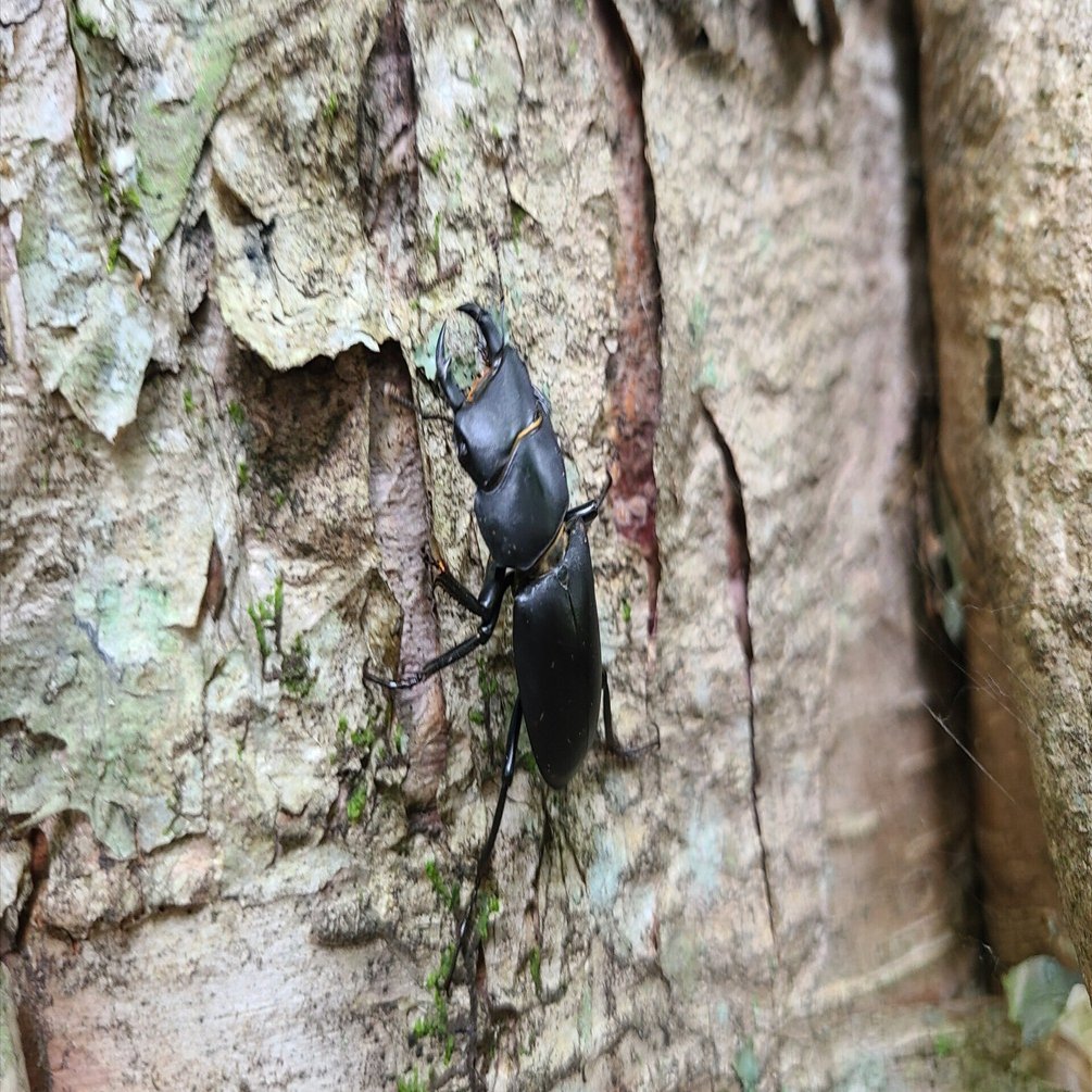 蟲神器 ヒメオオクワガタ 蟲神器 ヒメオオクワガタ 蟲神器】オオクワガタ(SR)の詳細【昆虫カード