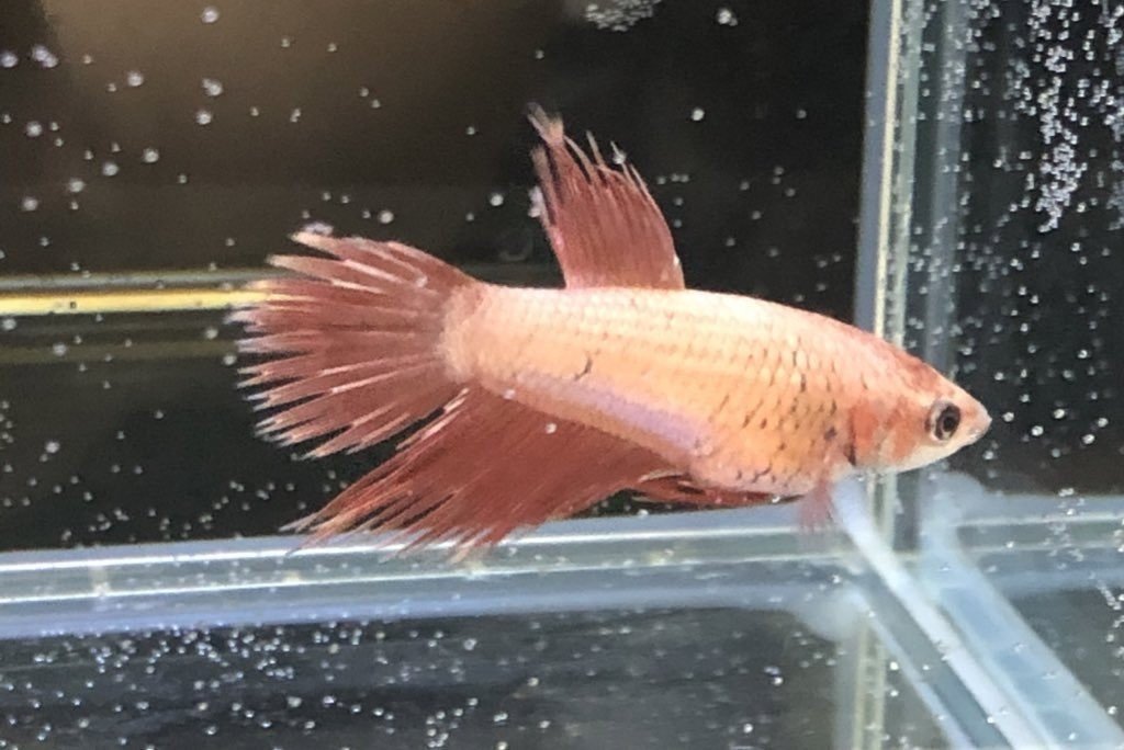 ベタの繁殖に挑戦する話 サワコ Note ベタの繁殖に挑戦する話 サワコ Note