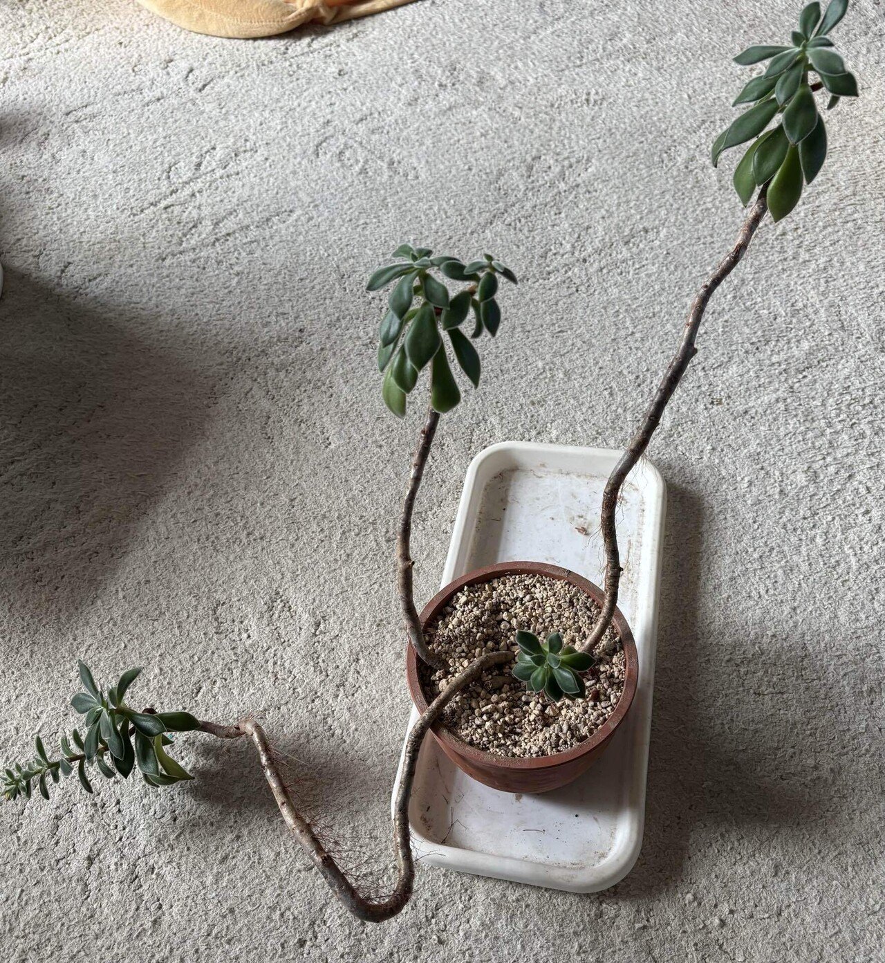 うちの多肉さん（ハムシー）｜カワコ