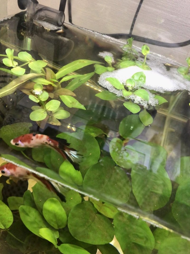 ベタの繁殖に挑戦する話 サワコ Note