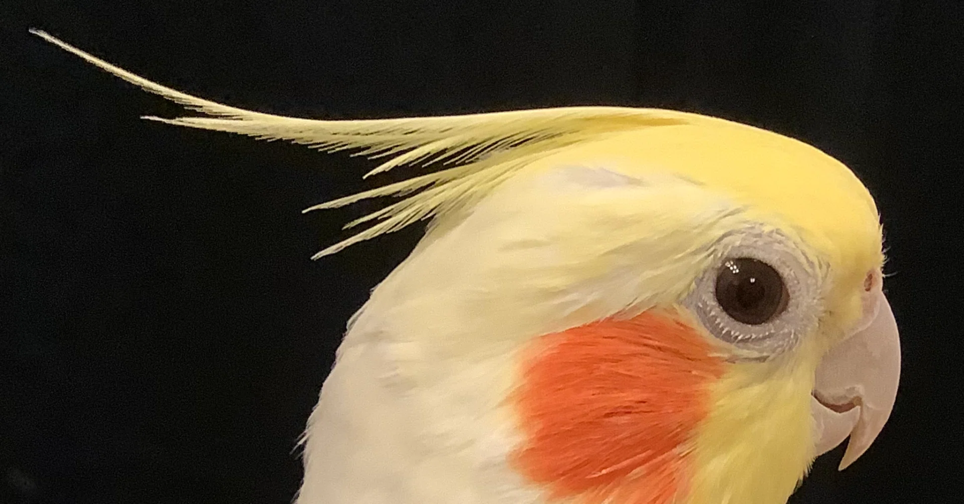 親バカ注意）オカメインコのあまのじゃく行動を見て、その知能の
