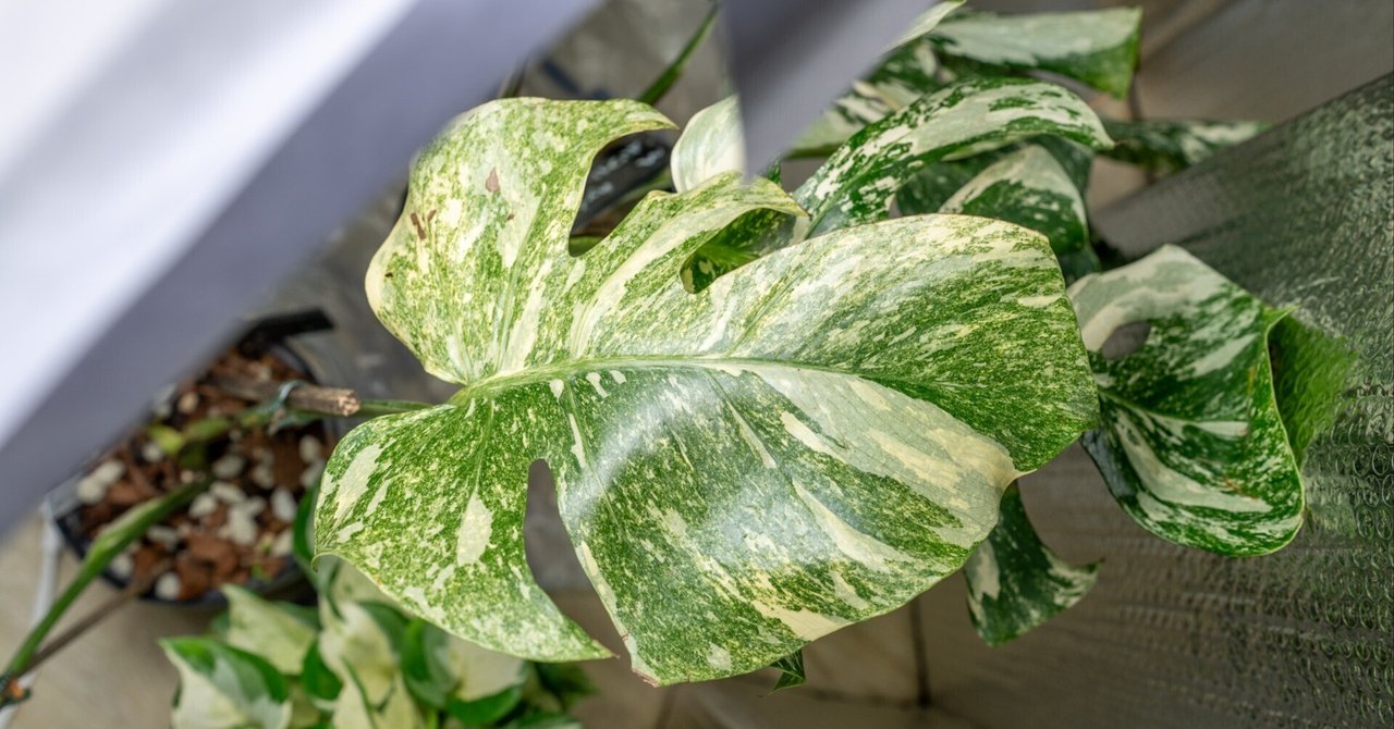 2 タイコンステレーション ハイグレードの株です。 モンステラ