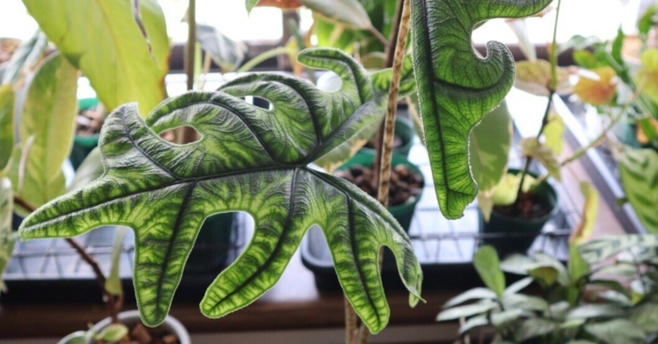 【芋】 アロカシア ジャックリン 斑入り 芋】 アロカシア ジャックリン 斑入り 芋】 アロカシア ジャックリン