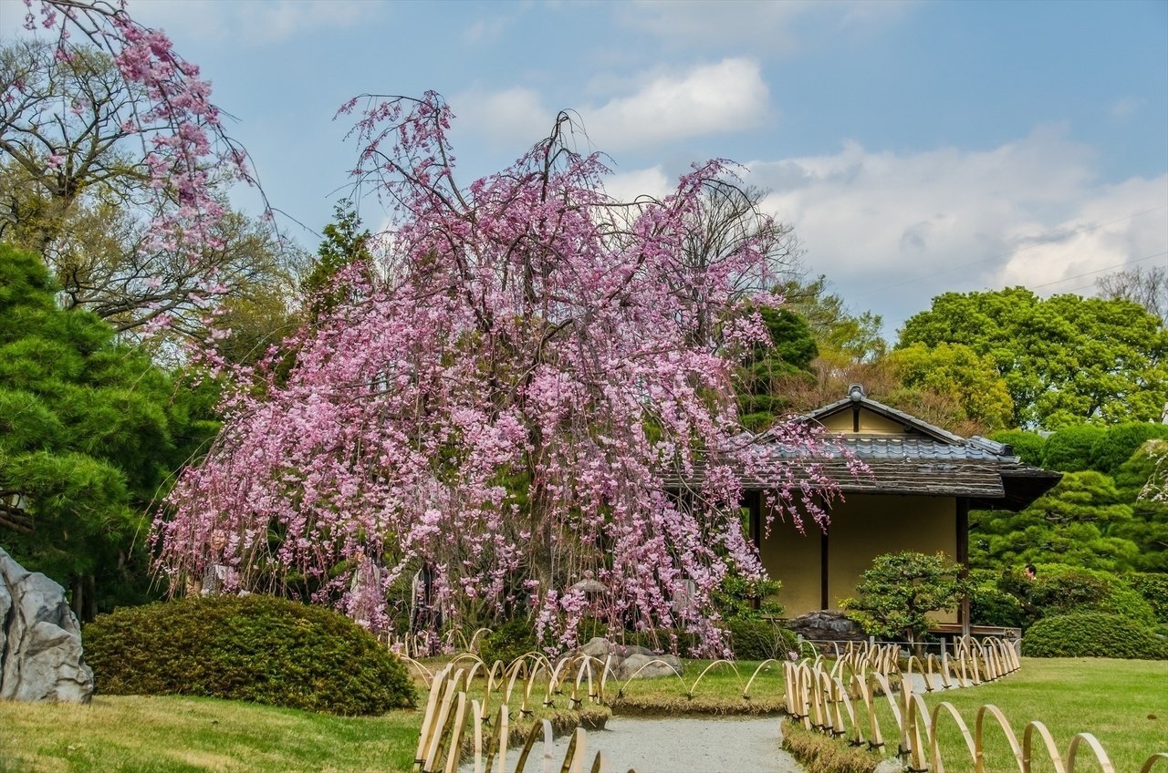 京都 城南宮の桜14 Gosekitoba Note 京都 城南宮の桜14 Gosekitoba Note