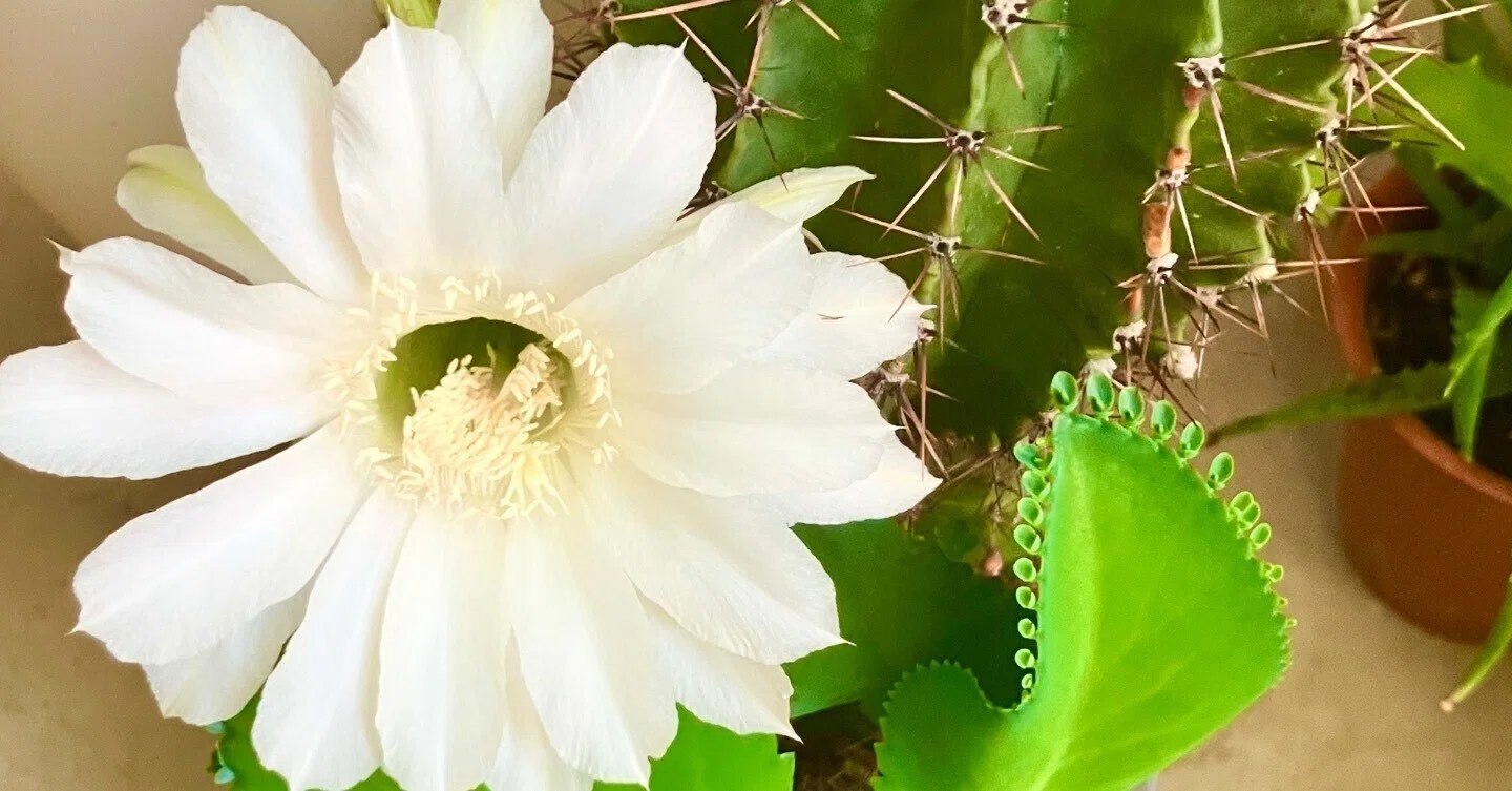花盛丸】の開花｜めぐさん