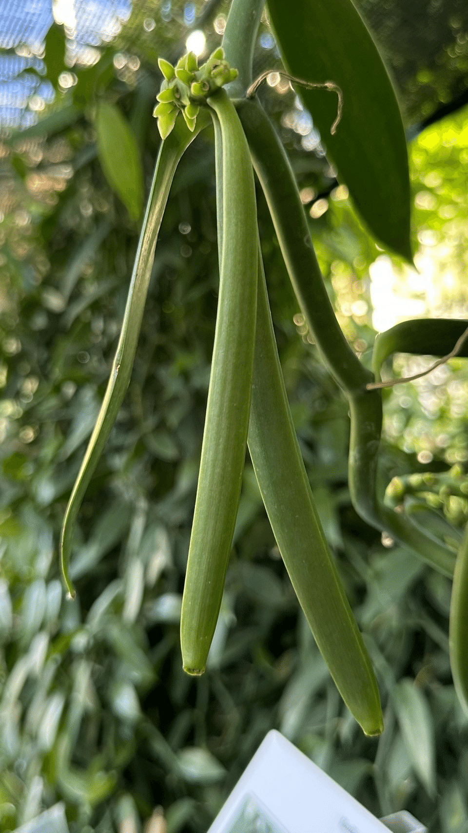 Amazon.co.jp: バニラのすべて : エリック・オドゥー, ミッシェル