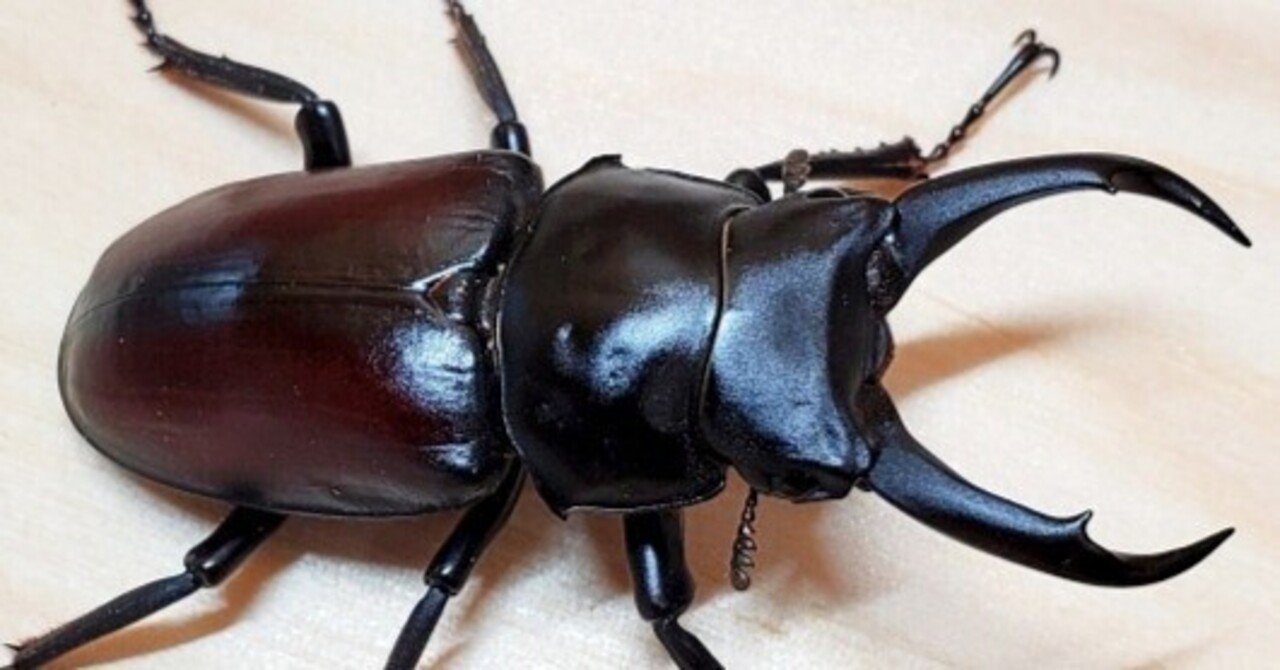 ドンキエルコクワガタ・原名亜種の飼育記録【2022～2024】｜AKECHI