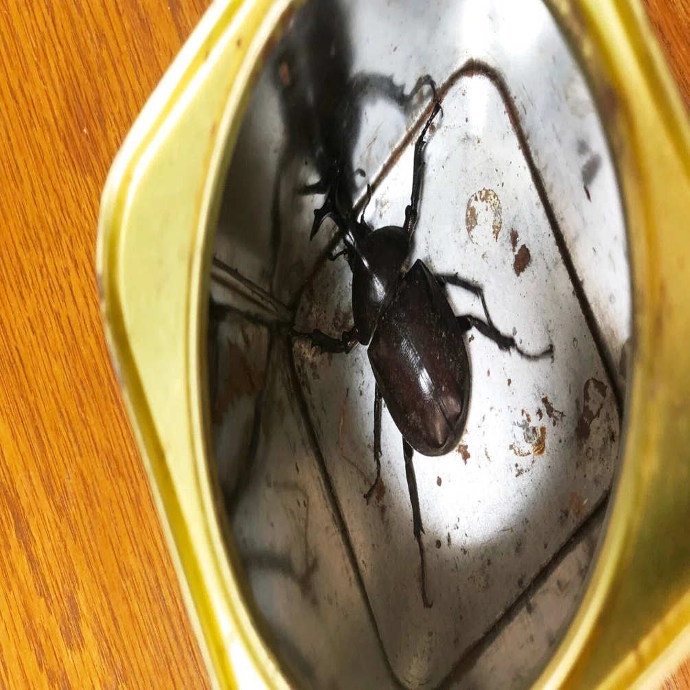 カブトムシが脱走しちゃった！ あ、こんなところに・・・｜もるのすけ 