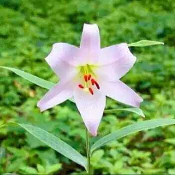 sasayuri