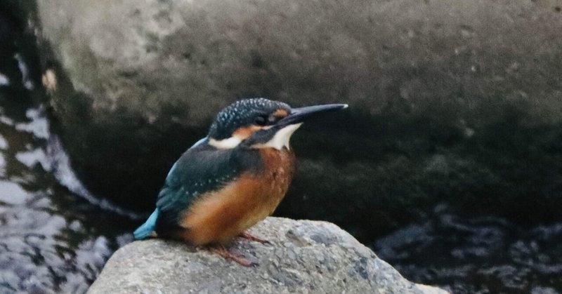 二番子の幼鳥 小エビを獲った！