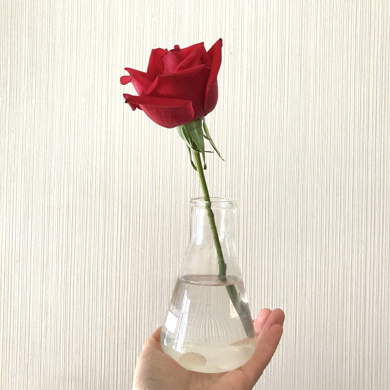 こんなときこそ家に花を飾ろう 本当はかんたんな草花の買い方 基本のお手入れ Juneray Note こんなときこそ家に花を飾ろう 本当はかんたんな草花の買い方 基本のお手入れ Juneray Note