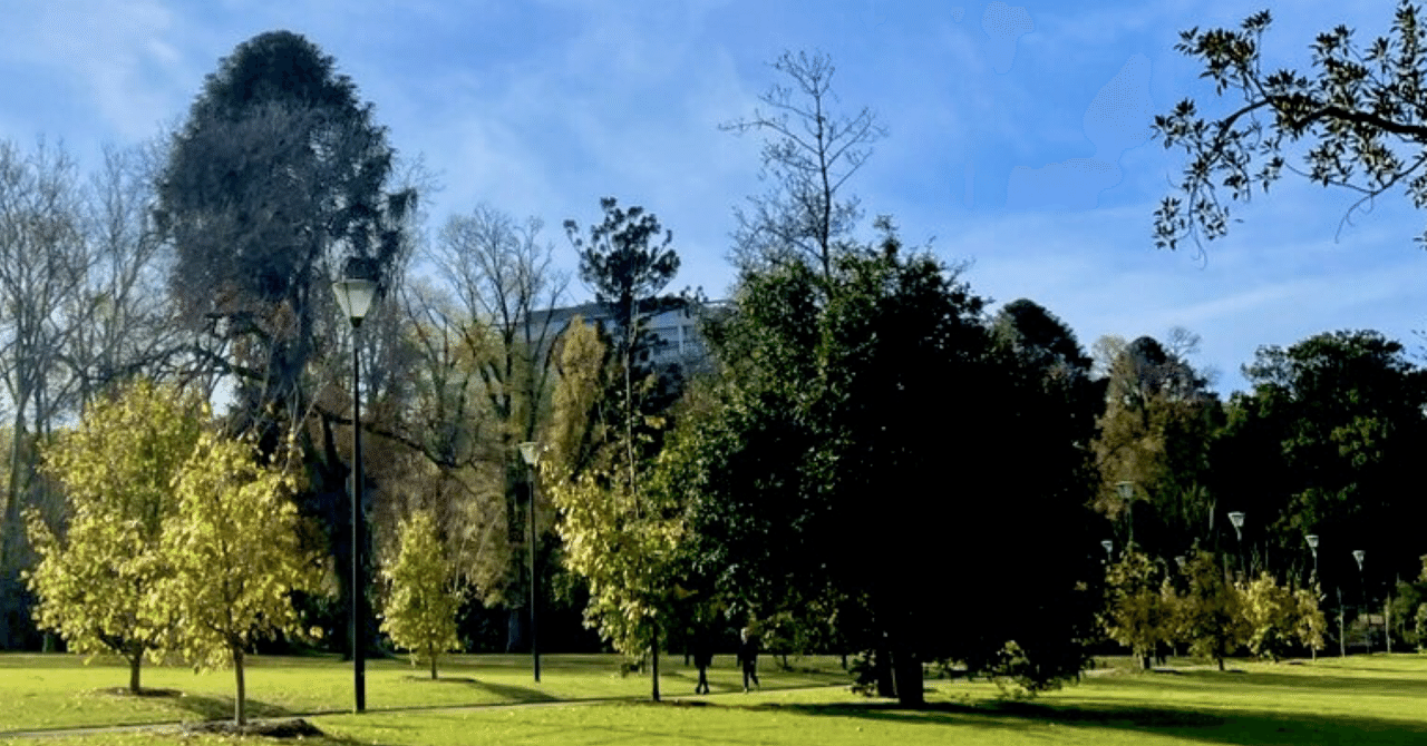 久しぶりに見かけた長毛の三毛猫さん 緑の木と三毛猫さん