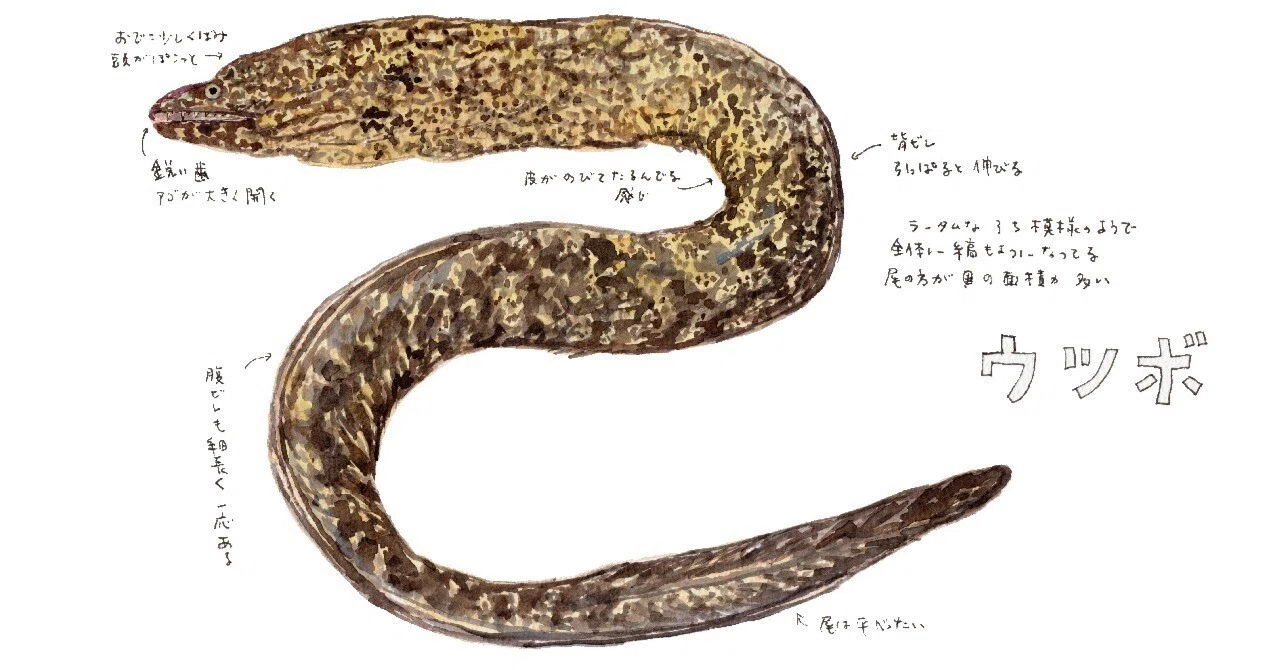三浦半島釣り魚図鑑(46) ウツボ｜さんぽ絵ずし