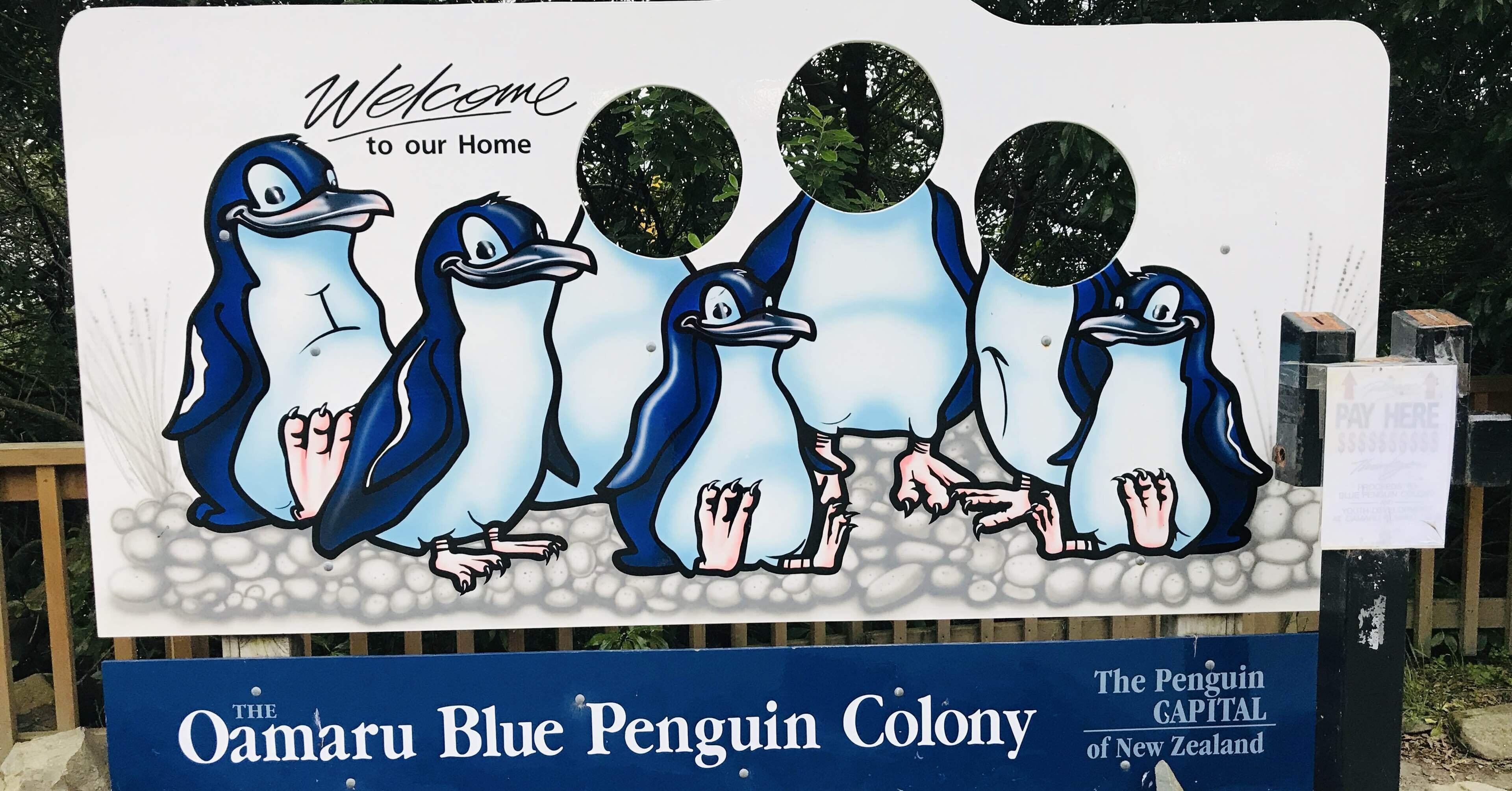 ニュージーランド（ペンギンに会いたい編④）｜スズペン