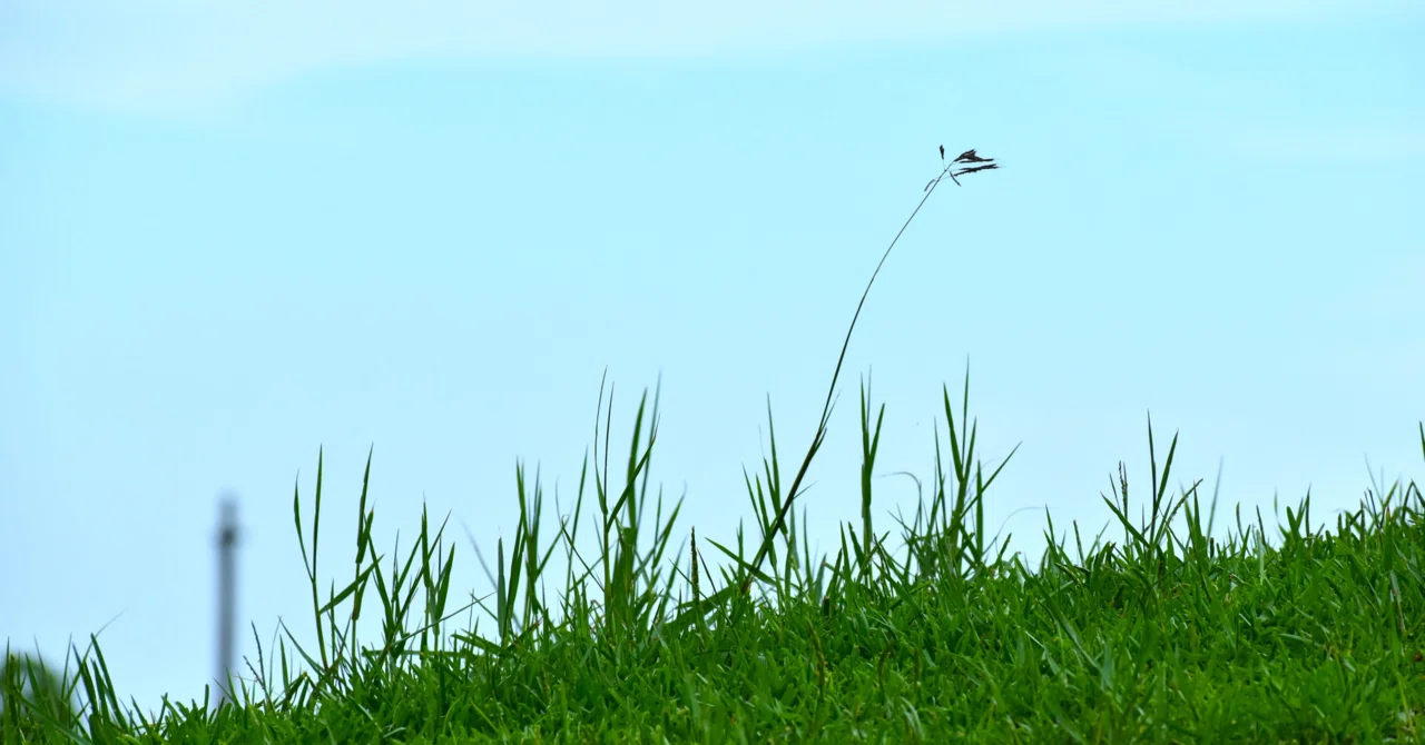 Memories of my youngest child and a giant grasshopper｜すみっこパパ