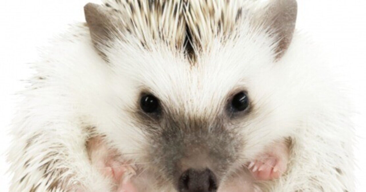 上手なヨツユビハリネズミとの付き合い方とは？｜Dr. Ito