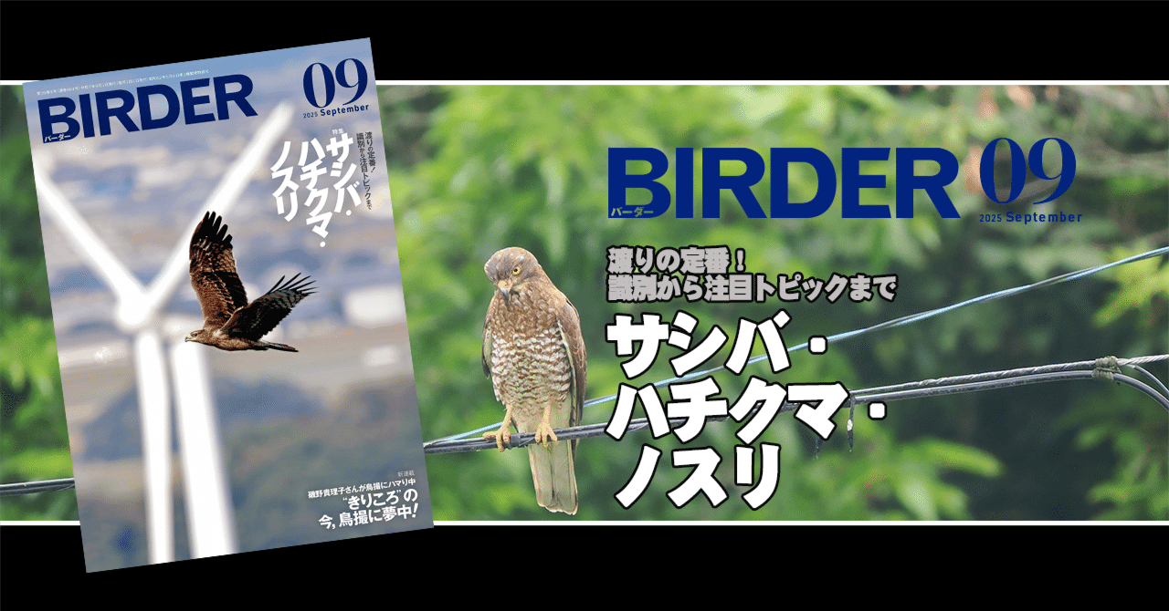 BIRDER9月号の見どころ｜ブンイチ（文一総合出版）