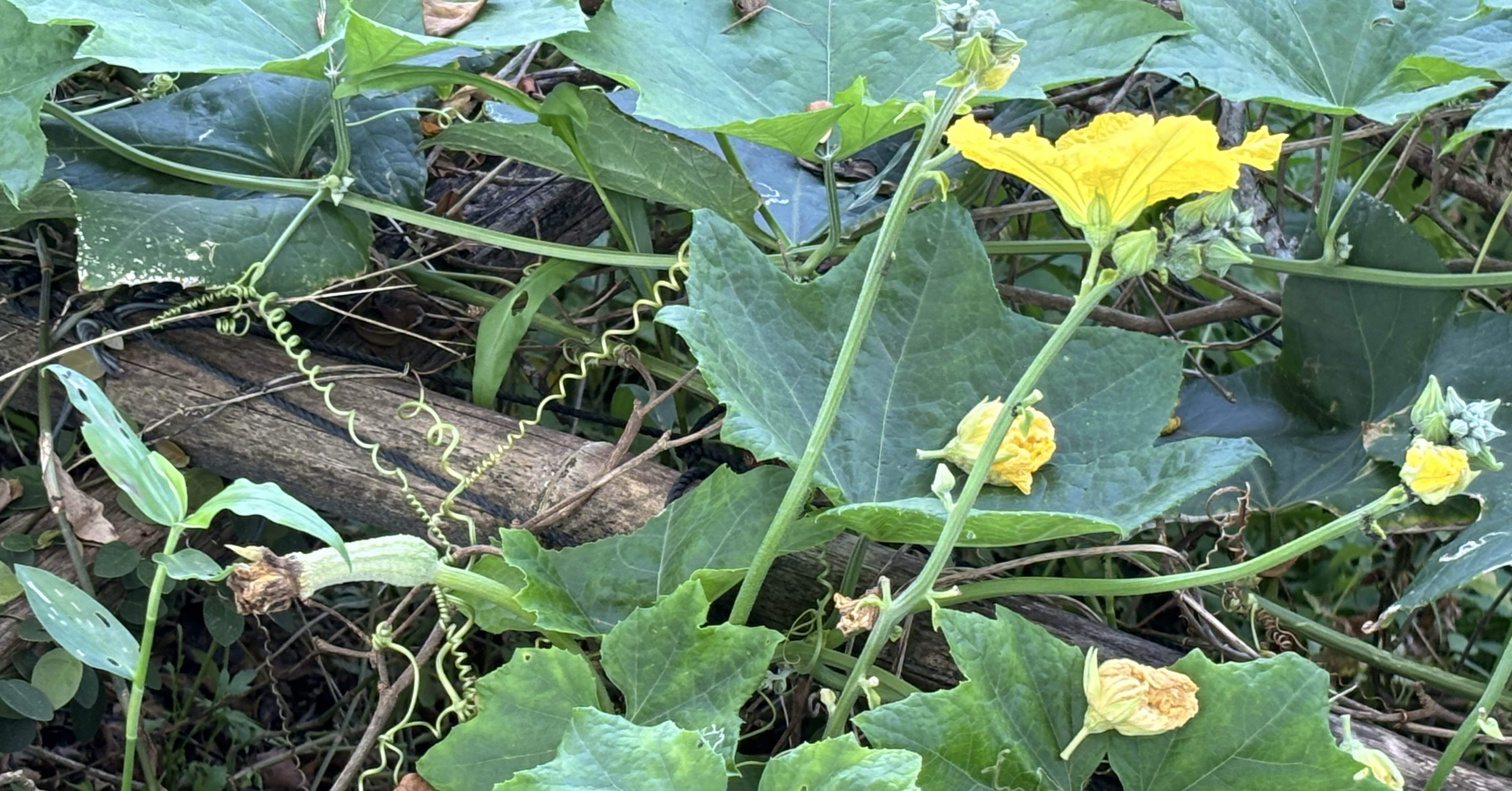 台湾で大切にされる夏野菜［絲瓜 ヘチマ］｜さち