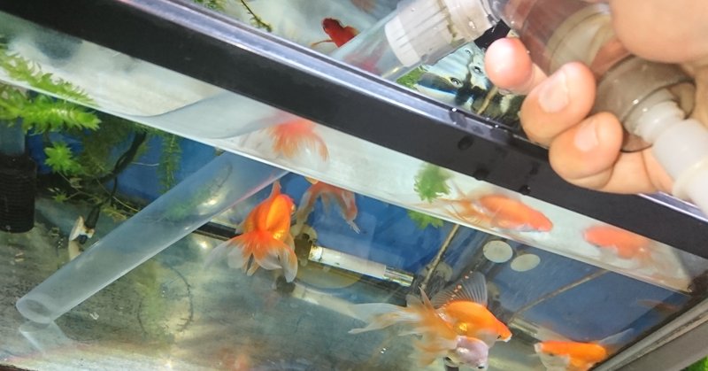 金魚飼育のえとせとら 水換えの実際 りゅうちゃん ショートテールver Note