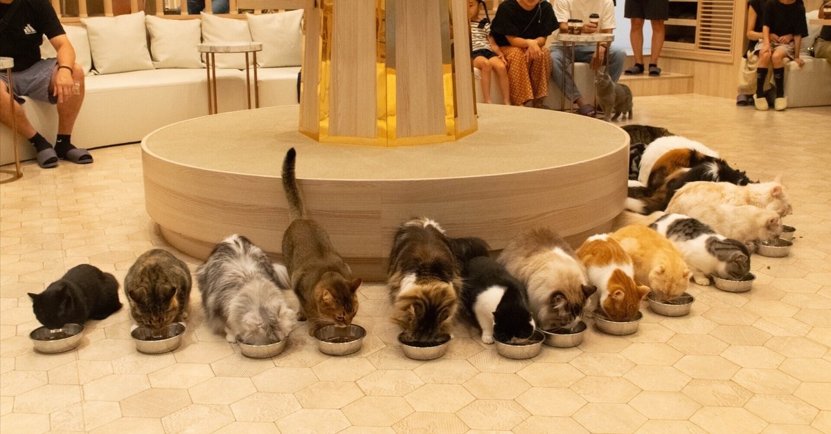 猫カフェMOCHA イオンモール幕張新都心店①〜店内とごはんタイム