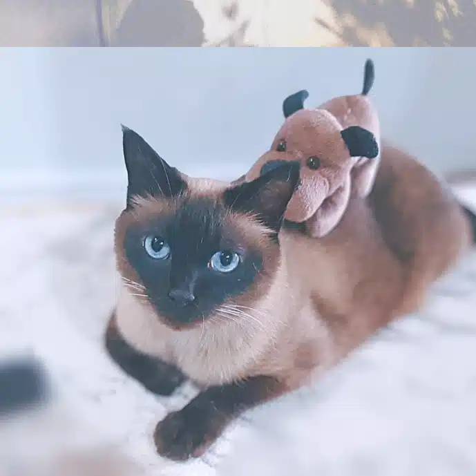 HOI！