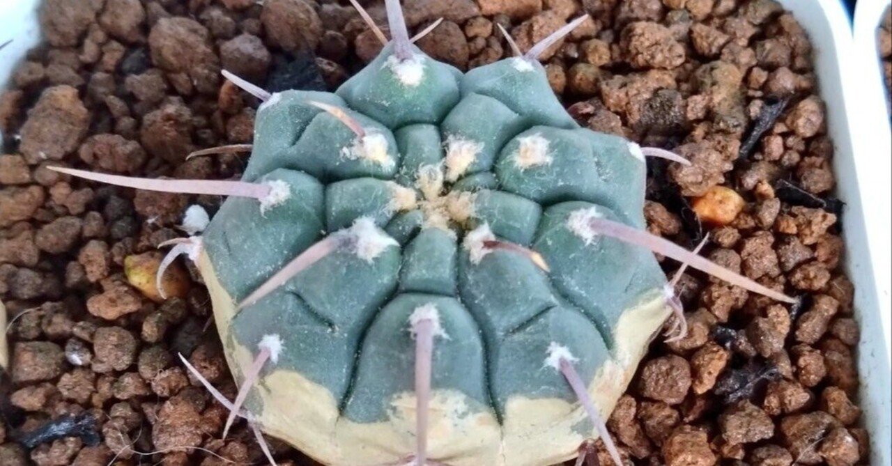 一本刺バッテリー｜文守 萌樹