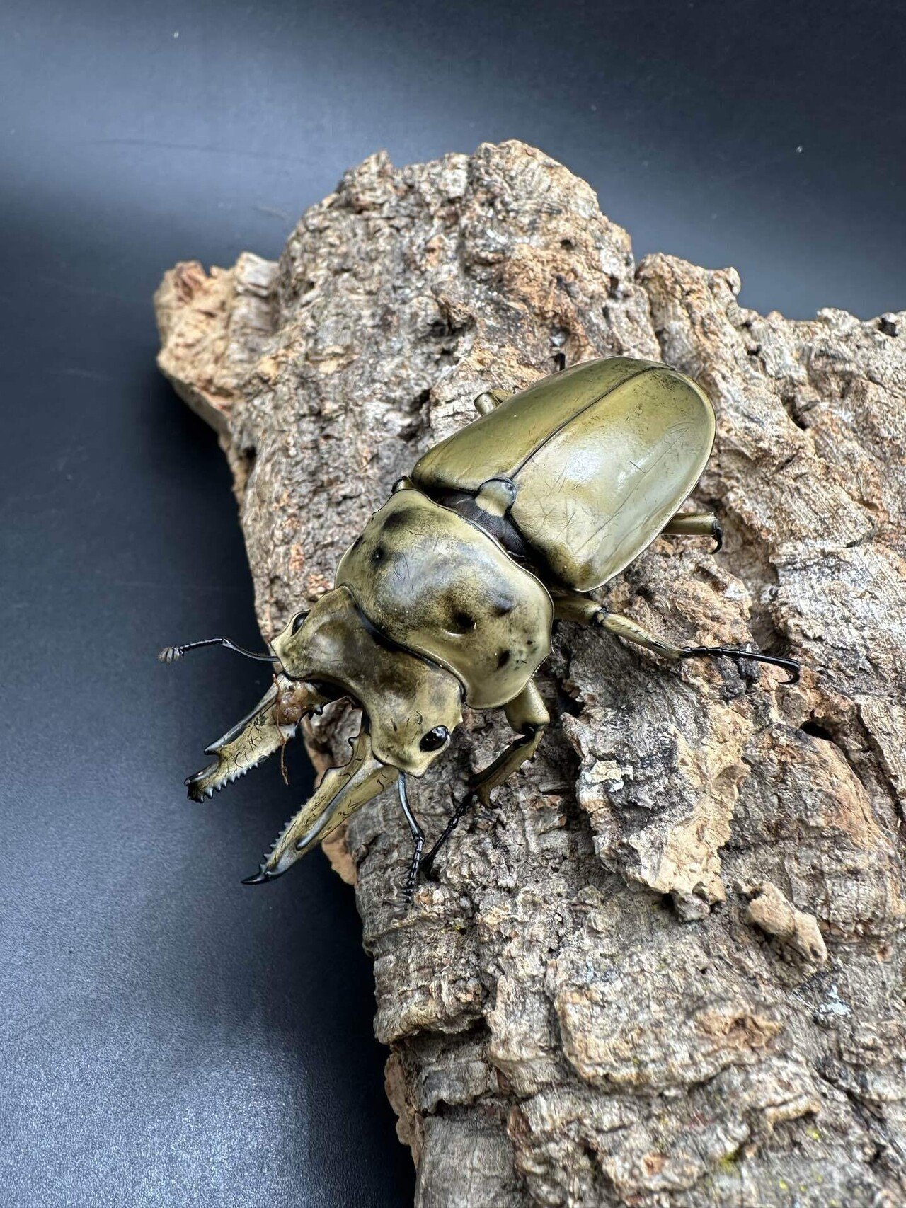 希少昆虫マレーシアコロンビア産1976/1975/1979 標本採取ドイツ木箱 希少昆虫マレーシアコロンビア産1976/1975/1979 標本採取ドイツ