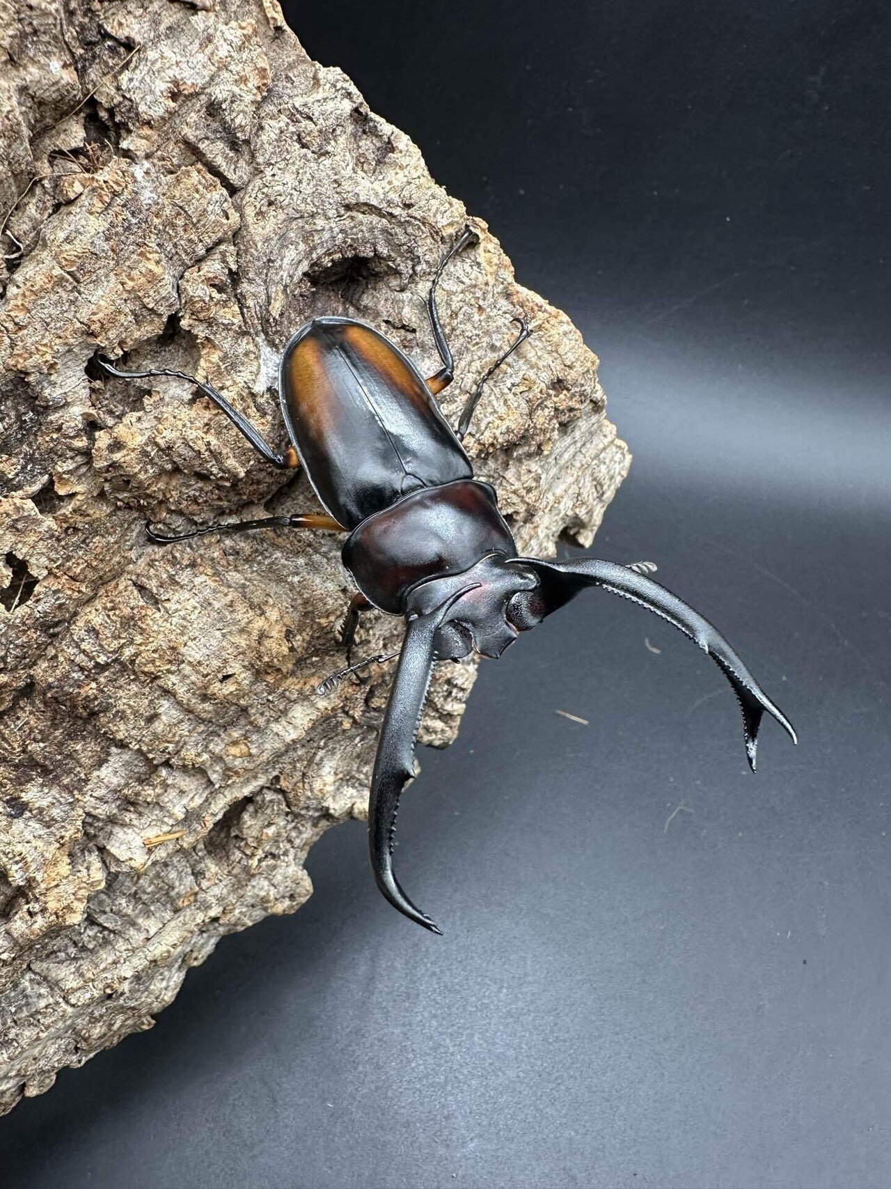 マレーシア昆虫採集記（2025年5月末）※◯◯にモセリオウゴンオニ