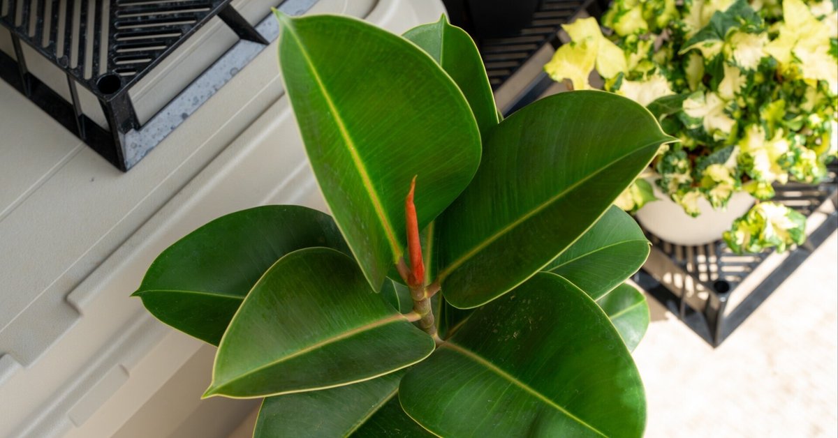 フィカス 約1.5メートル 大きな葉 フィカス 約1.5メートル 大きな葉