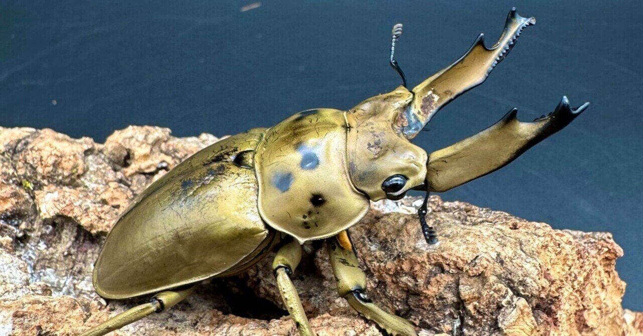 マレーシア産　クワガタコガネ　41mm マレーシア産 クワガタコガネ 41mm マレーシア産 クワガタコガネ 41mm