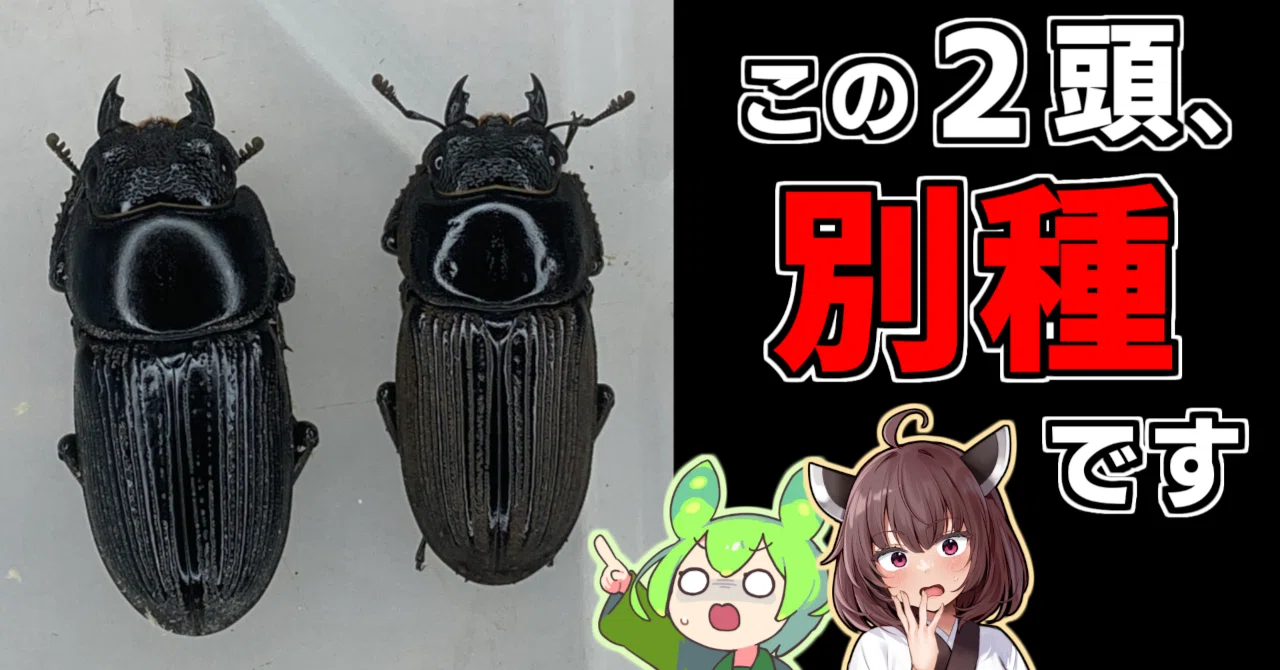 ヒラタページ 誰得)マイナーヒラタ♀の判別法｜ヤヴカラヴォー
