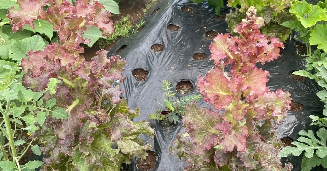とう立ちしたサニーレタスを食べてみた【とう立ち祭りの後始末】｜okise